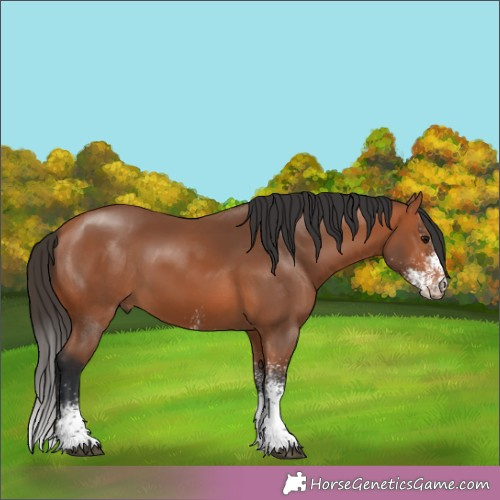 Horse Color:White Spotted Brown 