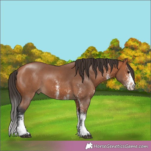 Horse Color:White Spotted Brown 