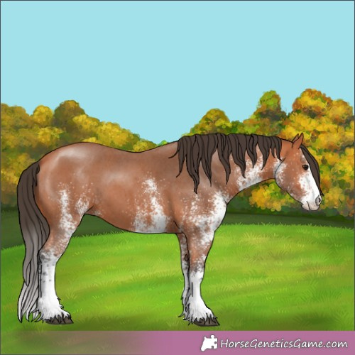 Horse Color:White Spotted Bay 