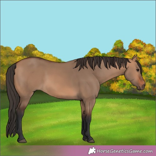 Horse Color:White Spotted Bay Dun 