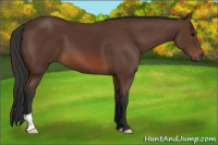 Horse Color:Bay 