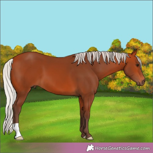 Horse Color:Silver Bay 