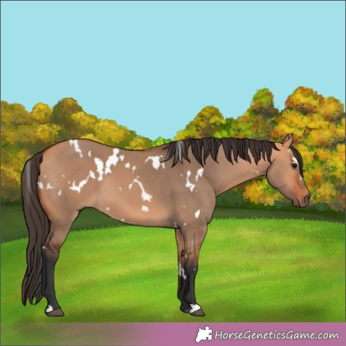 Horse Color:White Spotted Bay Dun 