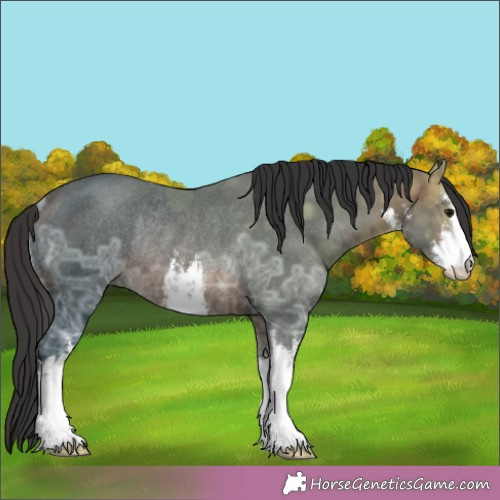 Horse Color:White Spotted Brown Ice Rabicano 