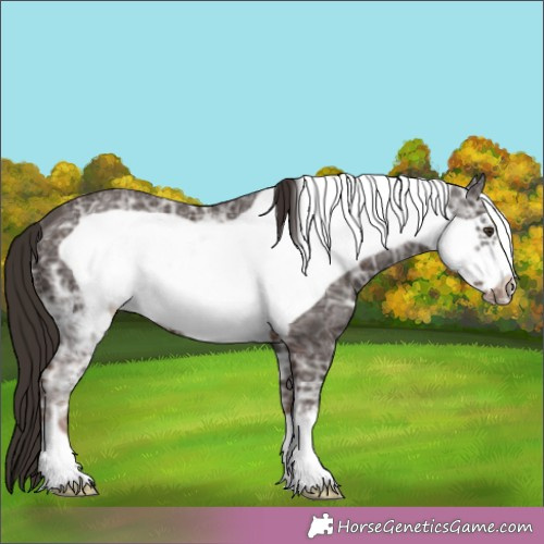 Horse Color: Liver Chestnut Ice Frame 