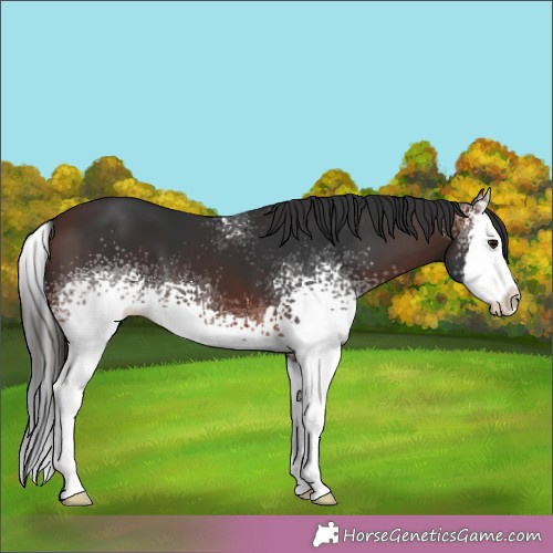Horse Color:White Spotted Brown Splash 