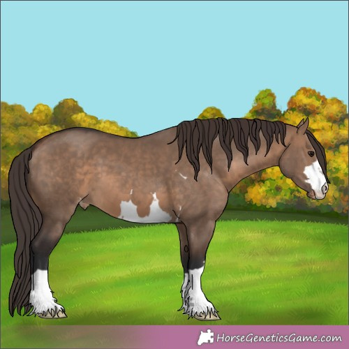 Horse Color:Brown Dun Appaloosa 