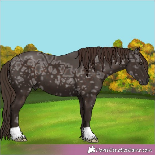 Horse Color:Liver Chestnut Ice 