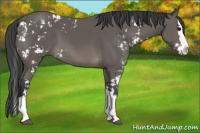 Horse Color:Black Sabino Splash