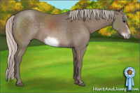 Horse Color:Silver Black Sabino Frame Rabicano