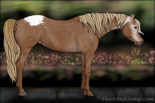 Horse Color:Gray Red Roan Appaloosa