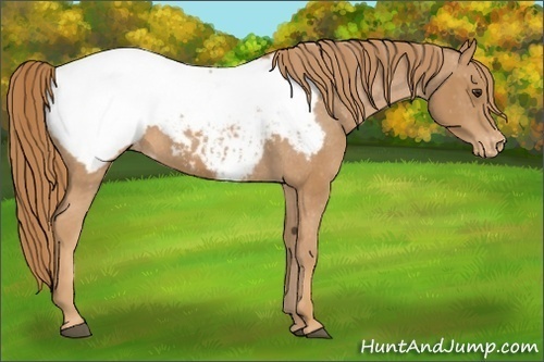 Horse Color:Chestnut Appaloosa 