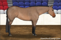 Horse Color:Bay Dun Sabino 