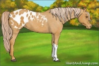 Horse Color:Palomino Appaloosa 