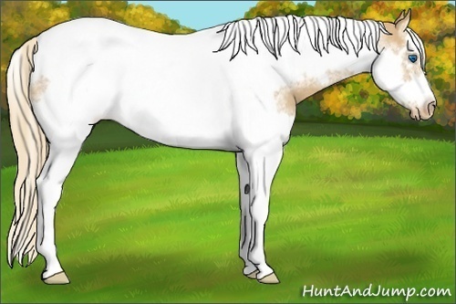 Horse Color:Red Dun Splash Tobiano Frame Blanket Rabicano