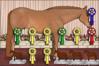 Horse Color:Chestnut Sabino