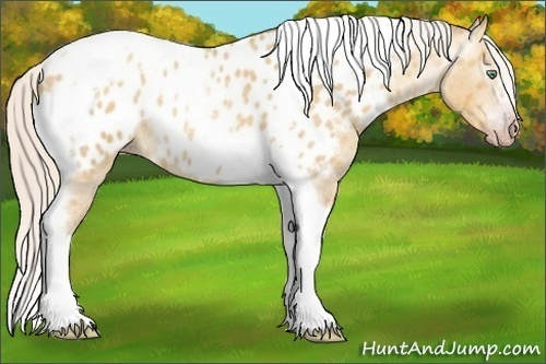 Horse Color:Gray Silver Amber Cream Champagne Roan Dun Splash Tobiano Frame Near Leopard Rabicano