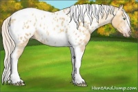 Horse Color:Gray Silver Amber Cream Champagne Roan Dun Splash Tobiano Frame Near Leopard Rabicano