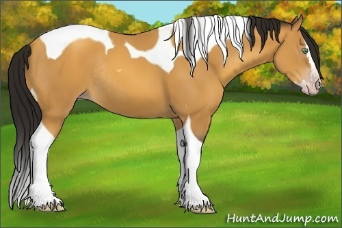 Horse Color:Gray Amber Cream Champagne Splash Tobiano Rabicano 