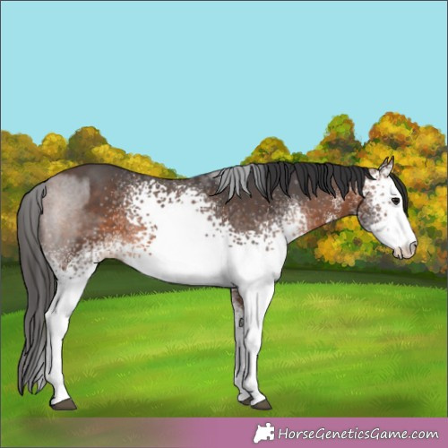 Horse Color:White Spotted Brown
