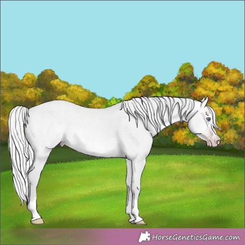 Horse Color:Silver Sable Champagne Chinchilla Dun 