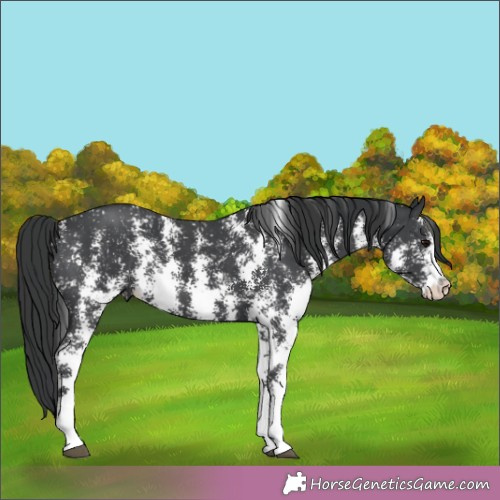 Horse Color:Black Sabino 