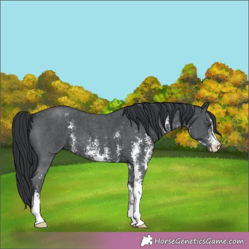 Horse Color:Black Chinchilla Sabino 