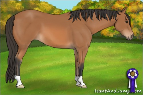 Horse Color: Unknown 
