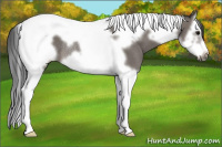 Horse Color:Black Splash Tobiano Frame Rabicano