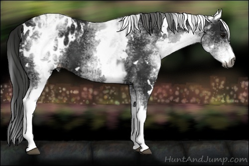 Horse Color:Gray White Spotted Black Appaloosa