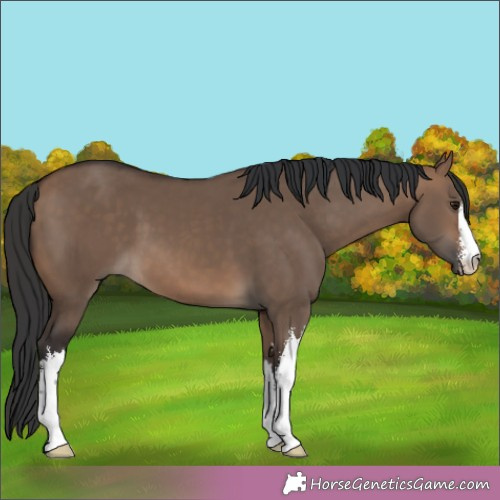 Horse Color:White Spotted Brown Dun 
