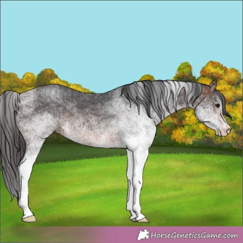 Horse Color:White Spotted Brown Rabicano 