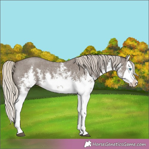 Horse Color:White Spotted Silver Smoky Black Sabino Splash 