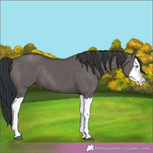 Horse Color:Grullo Splash Rabicano 