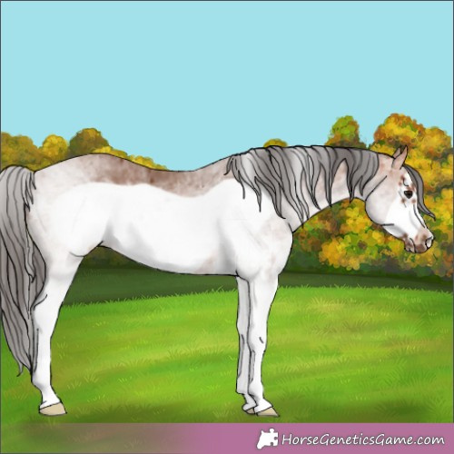 Horse Color:White Spotted Bay Frame Rabicano 