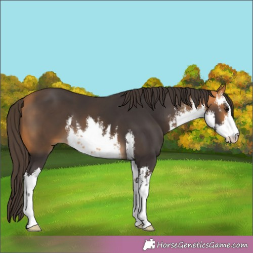 Horse Color:White Spotted Buckskin 