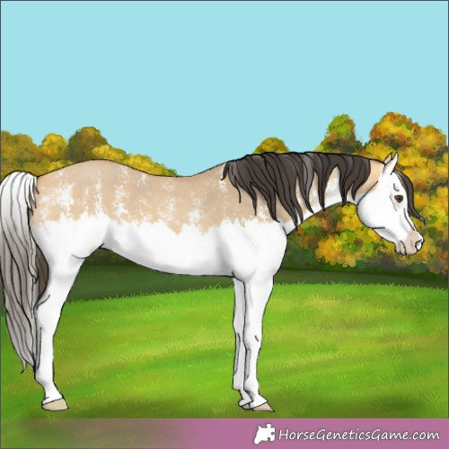 Horse Color:Buckskin Dun Sabino Splash 