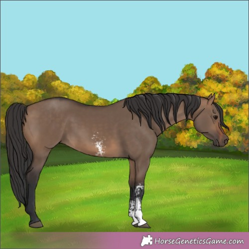 Horse Color:Brown Dun Sabino 