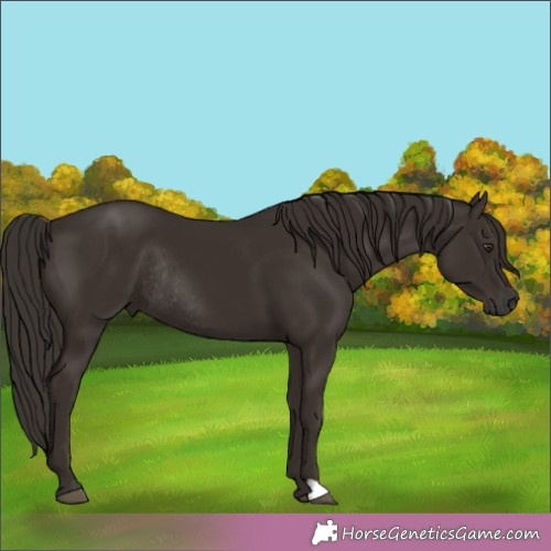 Horse Color:Liver Chestnut Rabicano 