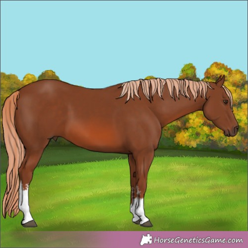 Horse Color:White Spotted Chestnut 