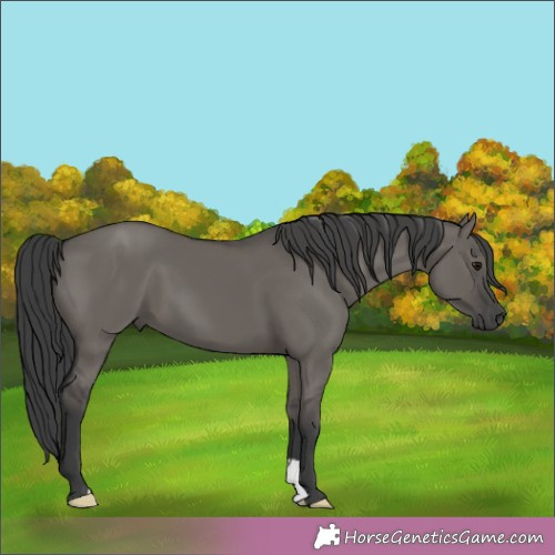 Horse Color:Grullo 