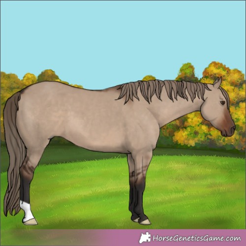 Horse Color:Liver Red Dun 