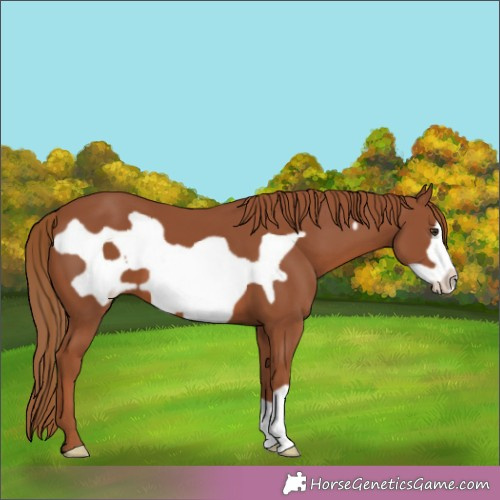 Horse Color:Chestnut Frame 
