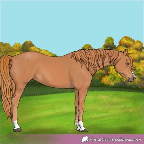 Horse Color:Chestnut 