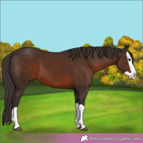 Horse Color:Liver Chestnut Splash 
