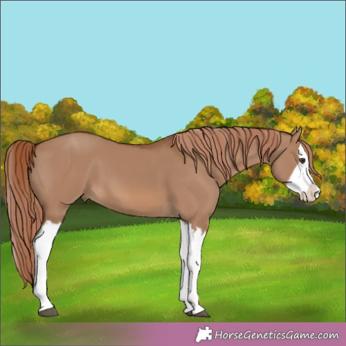 Horse Color:White Spotted Red Dun Splash 