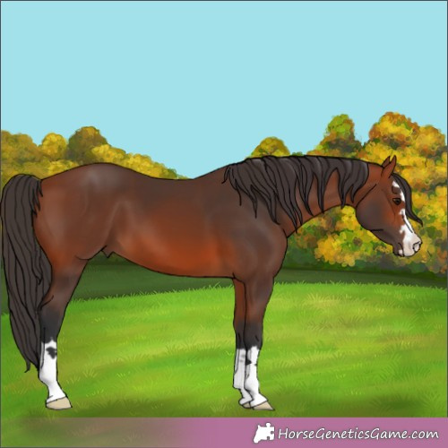 Horse Color:Bay 