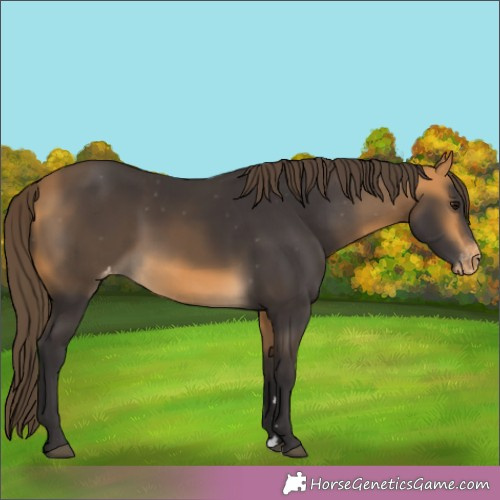 Horse Color:Buckskin Appaloosa 