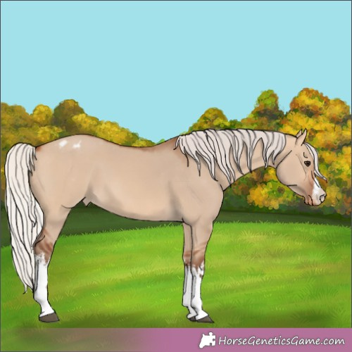 Horse Color:White Spotted Silver Bay Dun Appaloosa 