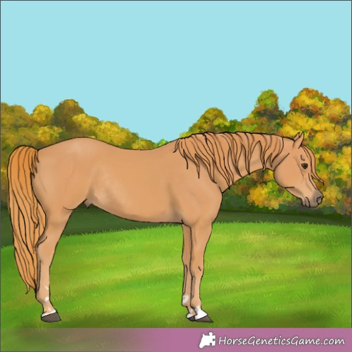Horse Color:Chestnut Rabicano 